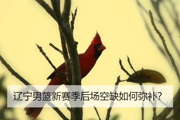 辽宁男篮新赛季后场空缺如何弥补？